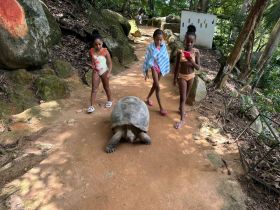Two children interact with a giant tortoise on a nature trail, showcasing a unique wildlife experience in a lush environment.