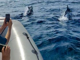 Dolphins swim alongside a boat while excited guests capture the moment on their phones — a thrilling wildlife encounter in the open sea.