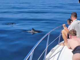 A family enjoys a close encounter with dolphins while aboard a boat, capturing the moment on their phones — a thrilling wildlife experience on the water.