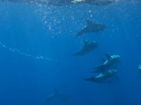 A captivating underwater scene featuring a pod of dolphins swimming gracefully through crystal-clear waters — a stunning display of marine wildlife.