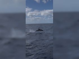 A dolphin gracefully leaps from the ocean's surface, showcasing the beauty of marine wildlife in its natural habitat.