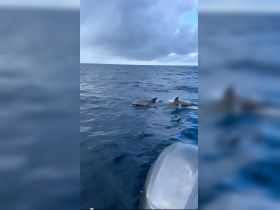 Two dolphins swim gracefully in the open ocean, showcasing the beauty of marine wildlife in their natural habitat.