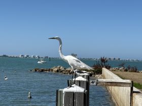 A majestic egret stands on a post overlooking the water, showcasing the beauty of wildlife in a coastal setting.