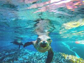 A playful seal swims close to the camera in crystal-clear waters, showcasing the vibrant marine life — an unforgettable wildlife encounter for snorkelers.