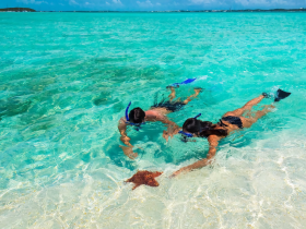 Two snorkelers interact with a starfish in the crystal-clear waters, showcasing a vibrant underwater experience perfect for marine life enthusiasts.