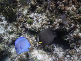 A vibrant underwater scene featuring two colorful fish swimming among coral, showcasing the beauty of marine life in their natural habitat.