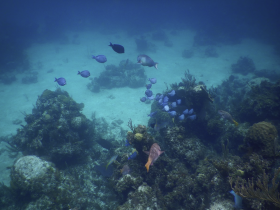 A vibrant underwater scene showcasing a variety of fish swimming around coral formations, perfect for marine life enthusiasts and snorkeling adventures.