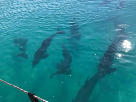 A captivating view of dolphins swimming gracefully beneath the clear turquoise waters, showcasing the beauty of marine wildlife.