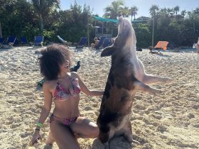 A joyful interaction between a woman and a pig on the beach, showcasing a unique wildlife experience in a tropical setting.
