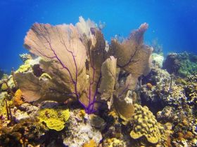 A vibrant underwater scene showcasing beautiful coral formations, highlighting the rich marine biodiversity found in tropical waters.