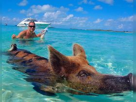A man interacts with a swimming pig in the crystal-clear waters, showcasing a unique wildlife experience in the Bahamas.