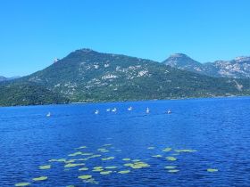 A serene view of swans gliding across a tranquil lake, surrounded by lush green mountains — a perfect snapshot of nature's beauty.