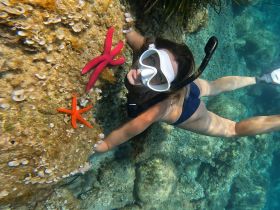 A snorkeler interacts with vibrant starfish while exploring underwater, showcasing the beauty of marine wildlife in a tropical setting.