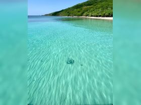 A serene underwater view showcasing a stingray gliding over the sandy seabed in crystal-clear waters, perfect for marine life enthusiasts and snorkeling adventures.