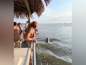 A group of excited guests interacts with dolphins in the water, creating a memorable wildlife experience during their boat tour.