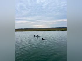 A captivating view of dolphins swimming gracefully in calm waters, showcasing the beauty of marine wildlife in their natural habitat.