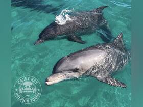 Two dolphins swim gracefully in the clear turquoise waters, showcasing the beauty of marine wildlife during a dolphin tour.