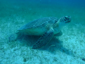 A stunning close-up of a sea turtle gliding gracefully over the ocean floor, showcasing the beauty of marine wildlife in its natural habitat.