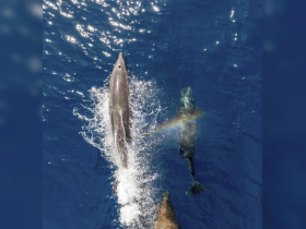 Charter Image