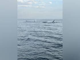 A captivating scene of whales swimming in the open ocean, showcasing the beauty of marine wildlife in their natural habitat.