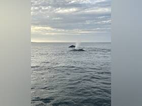A majestic sight of a whale spouting water in the ocean, showcasing the beauty of marine wildlife in their natural habitat.