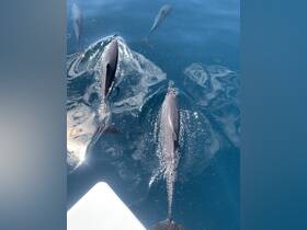 A captivating view of dolphins swimming gracefully in clear blue waters, showcasing the beauty of marine wildlife.