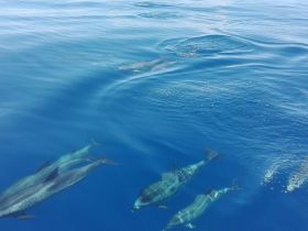 A captivating underwater view of dolphins swimming gracefully in crystal-clear waters, showcasing the beauty of marine wildlife.