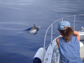 A person watches a dolphin swimming alongside the boat, capturing a magical moment of wildlife interaction in serene waters.