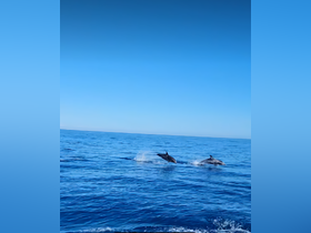 A stunning capture of dolphins swimming and leaping through the clear blue waters, showcasing the beauty of marine wildlife in their natural habitat.