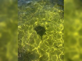A serene underwater view showcasing a stingray gliding through the clear waters, surrounded by vibrant aquatic vegetation — a glimpse into the beauty of marine wildlife.