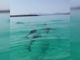 A stunning view of dolphins swimming gracefully in crystal-clear waters, showcasing the beauty of marine wildlife in their natural habitat.