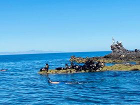 Snorkelers swim near a rocky outcrop where seals bask in the sun, showcasing a vibrant marine wildlife experience.