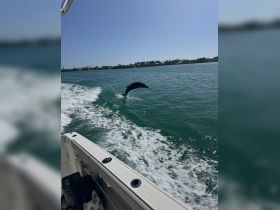 A dolphin leaps gracefully out of the water, showcasing the beauty of marine wildlife during a boating adventure.
