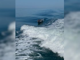 A dolphin gracefully swims alongside a boat, showcasing the beauty of marine wildlife in its natural habitat — a perfect moment for nature lovers and boaters alike.