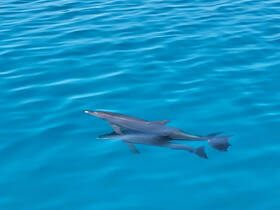 A pair of dolphins gracefully swim through the crystal-clear waters, showcasing the beauty of marine wildlife in their natural habitat.