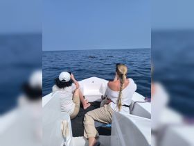 Two guests enjoy a close encounter with dolphins while relaxing on a boat, capturing the moment against the stunning ocean backdrop — a perfect wildlife watching experience.