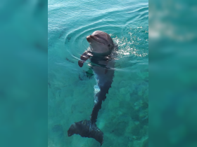 A playful dolphin swims gracefully in crystal-clear waters, showcasing the beauty of marine wildlife encounters.