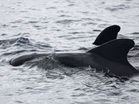 A close-up view of a whale swimming in the ocean, showcasing the beauty of marine wildlife in its natural habitat.