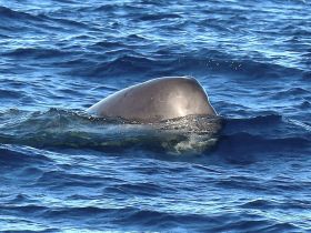 A close-up view of a whale surfacing in the ocean, showcasing the beauty of marine wildlife in its natural habitat.