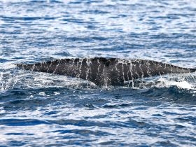 A stunning close-up of a whale's tail as it gracefully swims through the ocean, showcasing the beauty of marine wildlife.