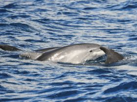 A captivating close-up of dolphins swimming gracefully in the ocean, showcasing the beauty of marine wildlife.
