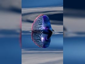 A stunning close-up of a jellyfish gliding through calm waters, showcasing its vibrant colors and delicate structure — a mesmerizing sight for marine life enthusiasts.