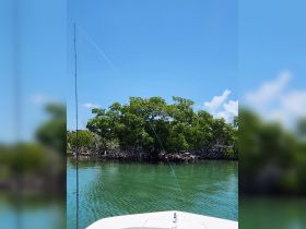 A serene view from a boat with a fishing rod cast towards lush mangroves, showcasing the tranquil beauty of a fishing trip in clear waters.