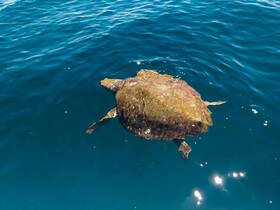 A majestic turtle glides through the clear blue waters, showcasing the beauty of marine wildlife — a perfect moment for nature enthusiasts.