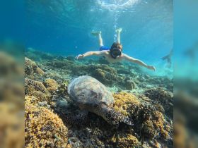 A snorkeler swims alongside a sea turtle in vibrant coral waters, showcasing a beautiful underwater wildlife encounter.