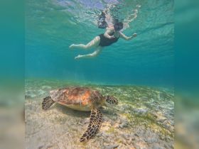 A swimmer interacts with a graceful sea turtle in crystal-clear waters, showcasing a beautiful moment of wildlife encounter in a tropical paradise.