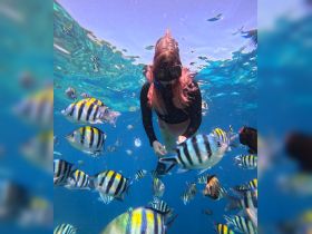 A snorkeler interacts with vibrant fish underwater, showcasing the beauty of marine life in a tropical setting — a must-see for underwater enthusiasts.