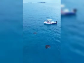 A boat floats above two stingrays swimming in the clear blue waters, showcasing a unique wildlife encounter perfect for marine enthusiasts.