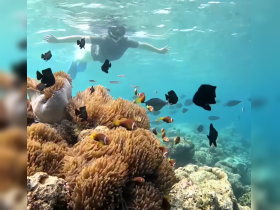 A snorkeler explores vibrant coral reefs teeming with colorful fish, showcasing the beauty of underwater adventures.