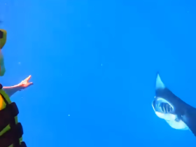 A thrilling encounter as a person points towards a shark while snorkeling in clear blue waters — an unforgettable wildlife experience.